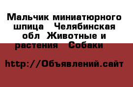 Мальчик миниатюрного шпица - Челябинская обл. Животные и растения » Собаки   